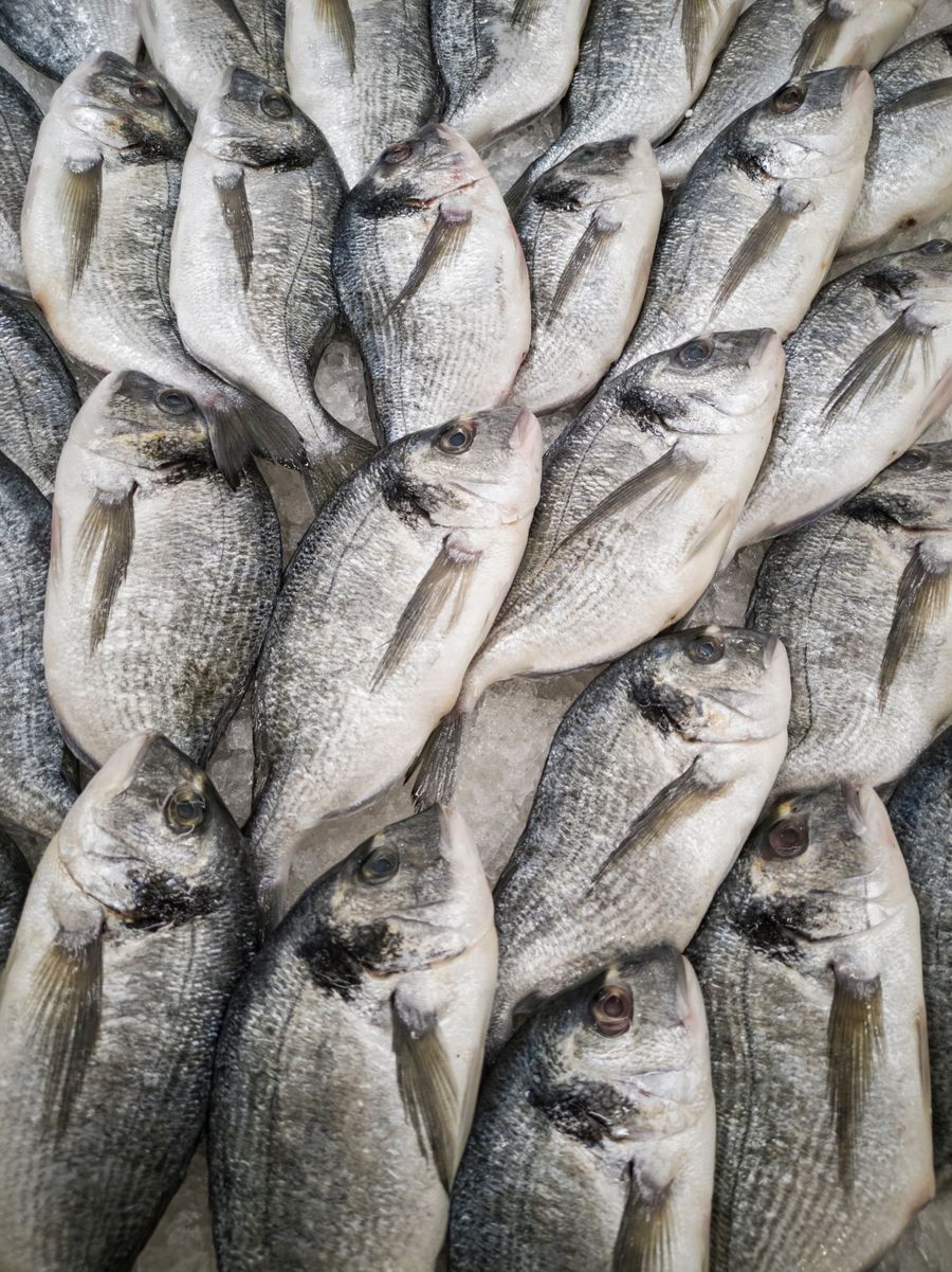 鮮凍海鯛